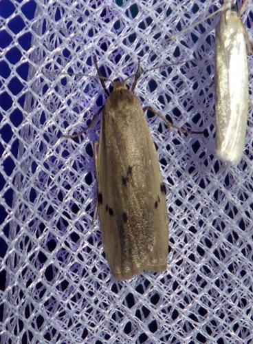 Pelosia muscerda